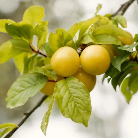 Дом отдыха Casa Abuela Toni Овьедо