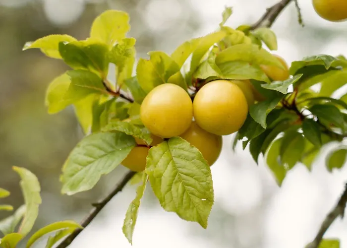 度假居 Casa Abuela Toni 奥维耶多